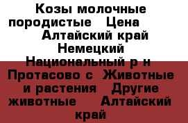 Козы молочные породистые › Цена ­ 3 000 - Алтайский край, Немецкий Национальный р-н, Протасово с. Животные и растения » Другие животные   . Алтайский край